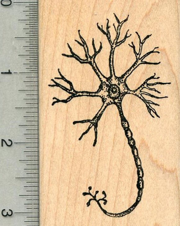 Neuron Rubber Stamp, Nerve Cell, Anatomy Biology Series