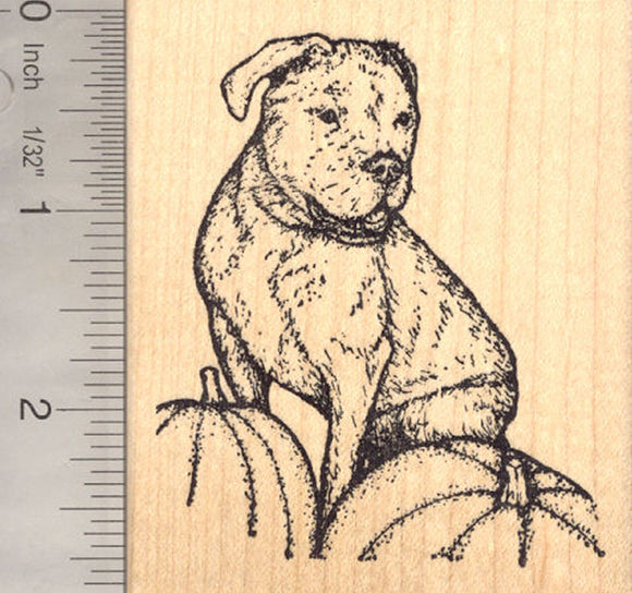 Olde English Bulldogge, (Lady Ghost Rider) Dog Rubber Stamp, With Pumpkins