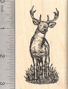 White-Tailed Deer Rubber Stamp, North American Wildlife