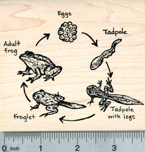 Frog Life Cycle Rubber Stamp, Biology Science Series
